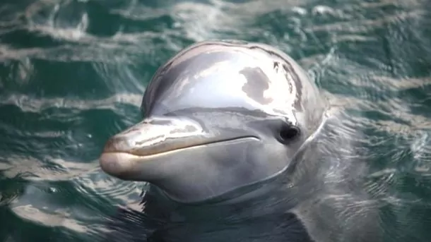 Cayo Naranjo Dolphinarium (Holguin – Kuba)